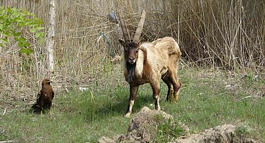 Yaban Hayvanları Koruma ve Rehabilitasyon Merkezi 400 yaban hayvanı tedavi etti