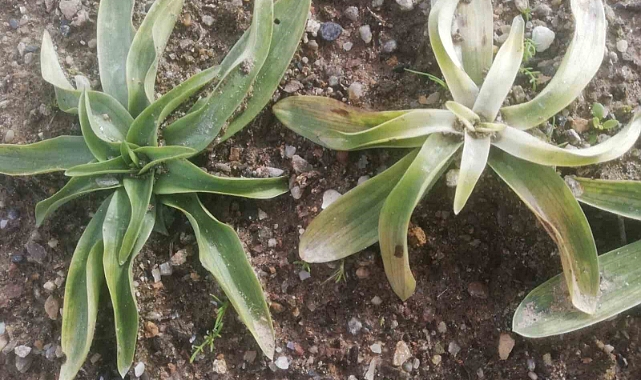 Yeni sezonun ilk salepleri toprakla buluştu