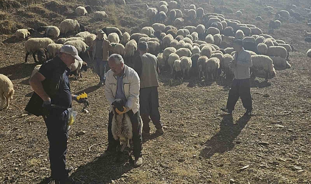 Yüksekova'da küçükbaş hayvanlara aşılama ve küpeleme çalışması