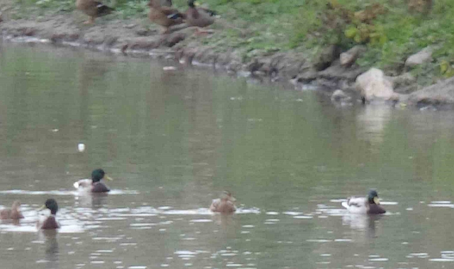 Yüzlerce yeşilbaş yaban ördeği Kars Çayı&#039;nda