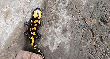 Adıyaman’da sarı benekli semender görüldü