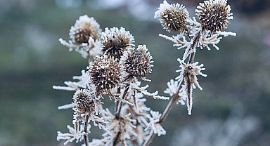 (Videolu Haber) Ağrı dondu, bitkiler kırağı tuttu, araç camları buz kesti