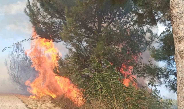 Antakya’da ormanlık alandaki yangın büyümeden söndürüldü