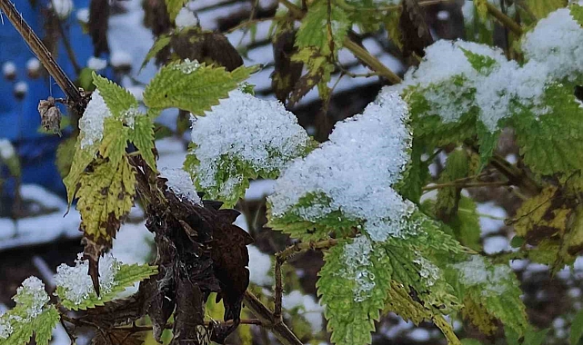 Ardahan'da soğuk nedeniyle kırağı oluştu