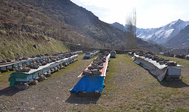 Arıların "tatlı uykusu" başladı