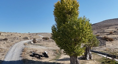 Asırlık Andon Kavakları yıllara meydan okuyor