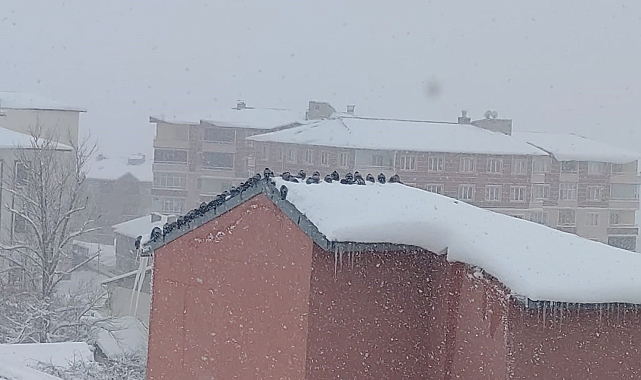 Aşkale'de kar yağışı etkili oluyor