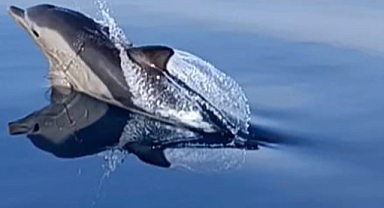 Ayvalık’ta 10 yunus tekneyle yarıştı