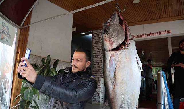 Balıkçı ağına insan boyunda orkinos takıldı
