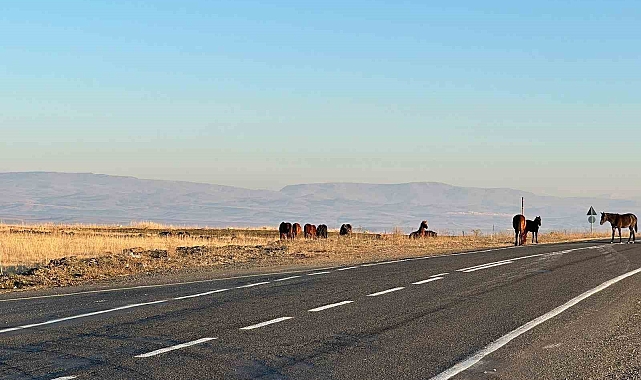 Başıboş atlar tehlike saçıyor