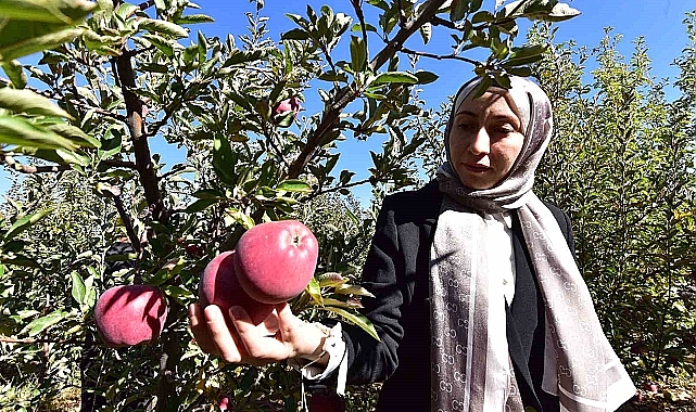 Bitlis'in Ahat ilçesinin elmasına yoğun talep
