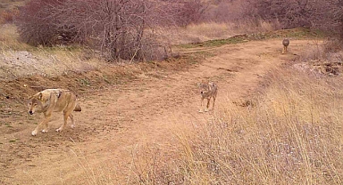 Bozkırın saklı yüzü: Yaban hayvanlarının doğal yaşamı kameraya yansıdı