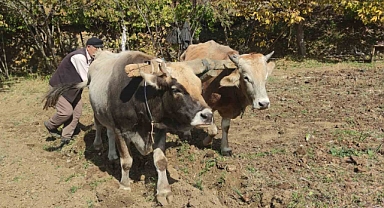 Bu köydeki tarım halen karasabanla yapılıyor