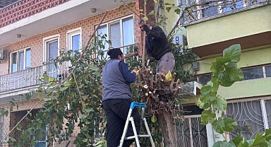 Buharkent’te ağaçlara kış bakımı