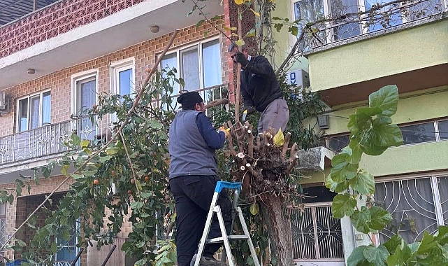 Buharkent’te ağaçlara kış bakımı