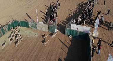 Cudi Dağı’na 30 ceylan bırakıldı