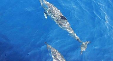 Deniz yüzeyinde tırtak türü yunus bulundu