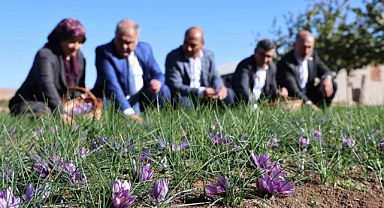 Elazığ’da safran bitkisi hasadı başladı