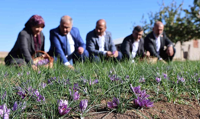 Elazığ’da safran bitkisi hasadı başladı