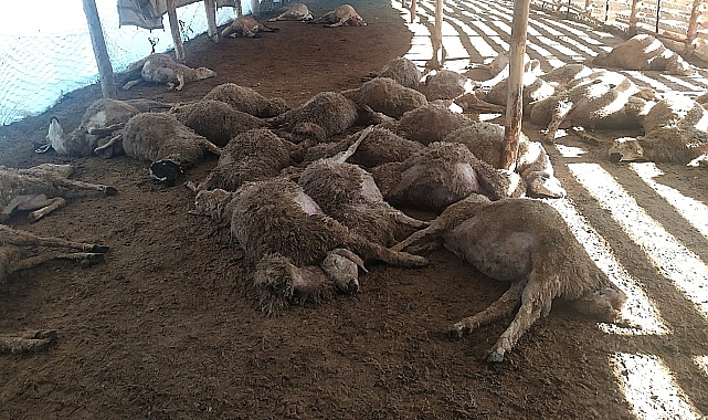 Erzincan'da kurt saldırısı sonucu 86 koyun telef oldu