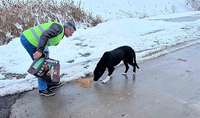 Erzincan'da Sokak hayvanları için besleme çalışması yapıldı