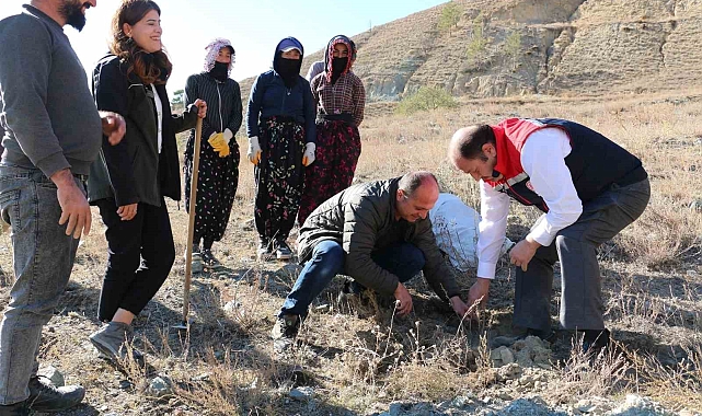 Erzincan'da Tuz Çalısı Ormanı kuruldu