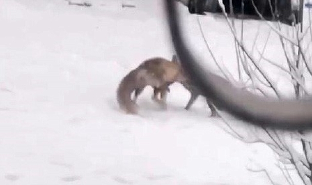 Erzurum'da tilkiler ilçe merkezine indi