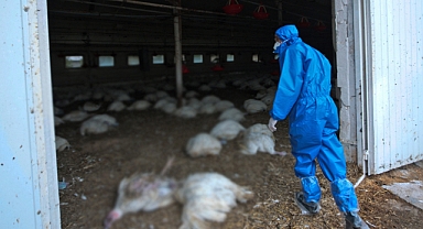 Eskişehir’de kuş gribi alarmı: 5 mahalle karantinaya alındı