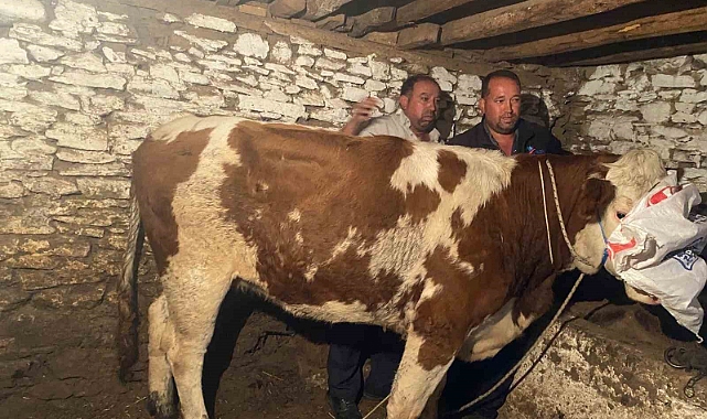 Firari inek 42 günlük kovalamacanın ardından yakalandı