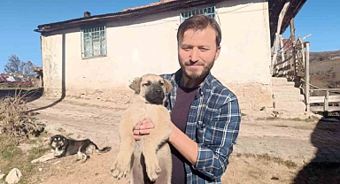 Gazeteciden yavru köpeğe hayat kurtaran heimlich müdahalesi