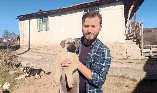 Gazeteciden yavru köpeğe hayat kurtaran heimlich müdahalesi