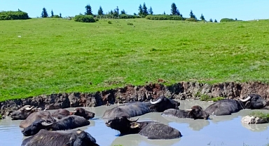 Giresun’a manda yetiştiriciliği kazandırmaya devam ediyor