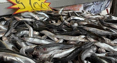 Hamsi kilosu 100 liradan tezgaha indi