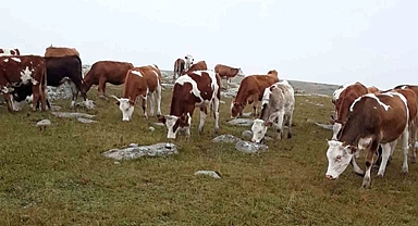 Hayvan hırsızları yakalandı
