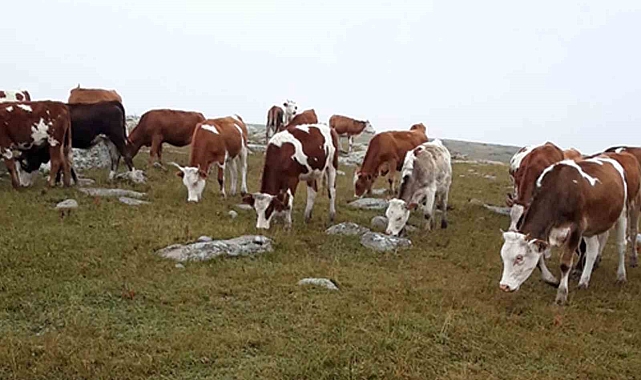 Hayvan hırsızları yakalandı