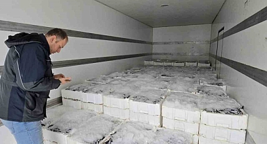 Karadeniz’de hamsi bereketi yaşanmaya başlandı