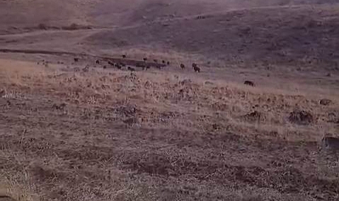 Karakoçan’da domuz sürüsü araziye daldı