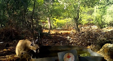 Karakulak su içerken fotokapana takıldı