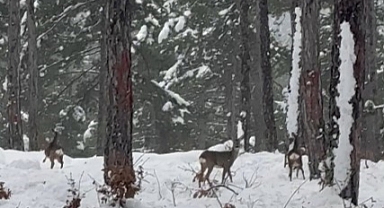 Karla kaplanan ormandaki karacalar kamerada