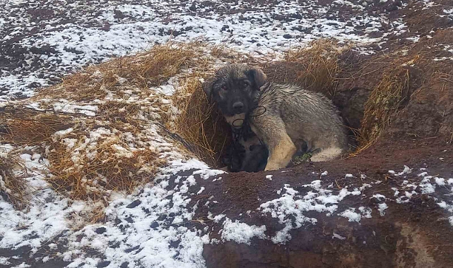 Kars’ta kar yağışı