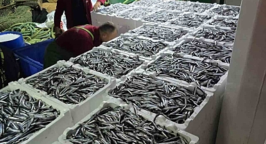 Kastamonu’da hamsi bereketi sürüyor