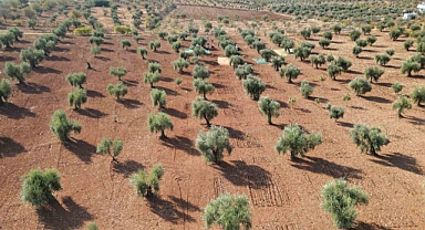 Kilis’te zeytin hasadı başladı