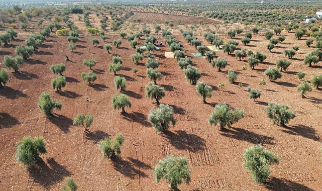 Kilis’te zeytin hasadı başladı
