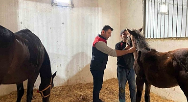 Kırklareli’nde safkan atlar aşılandı