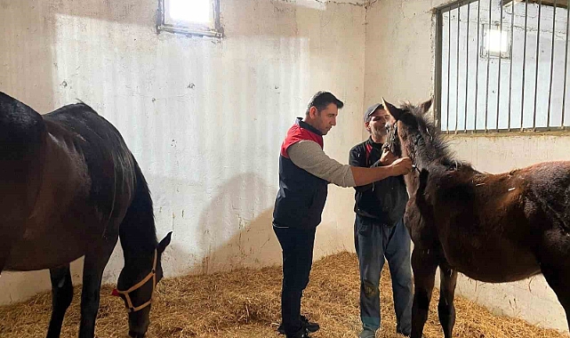 Kırklareli’nde safkan atlar aşılandı