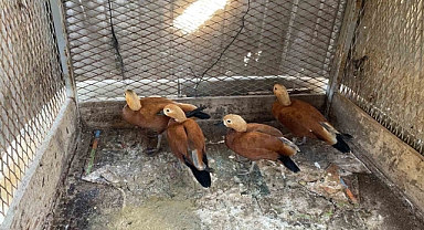 Kırşehir’de ’angut’ besleyen şahıs gözaltına alındı