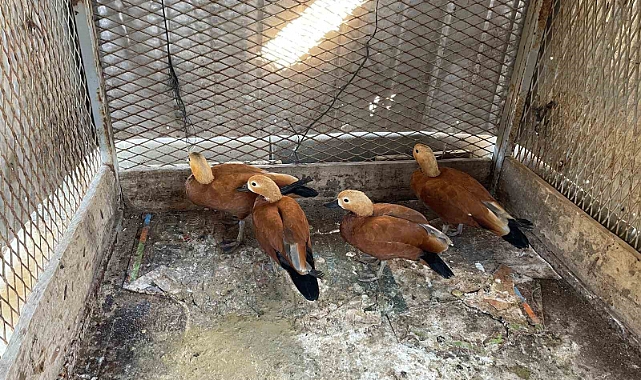 Kırşehir’de ’angut’ besleyen şahıs gözaltına alındı