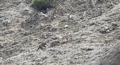 Kış uykusu öncesi doğada yavrularıyla gezinen ayı görüntülendi