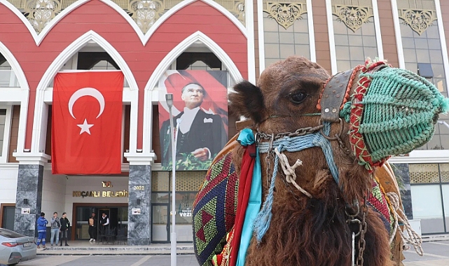 Koçarlı’da deve güreşi hazırlıkları tamamlandı