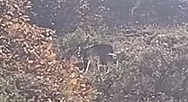 Köyde gezinirken, vaşak ailesi ile karşılaştı